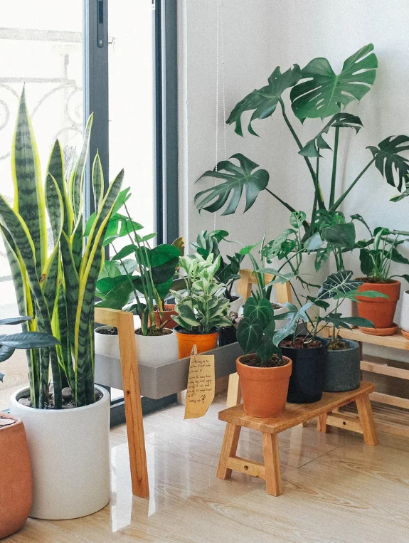 How to Style Plants in a Low Light Living Room So They Look Intentional