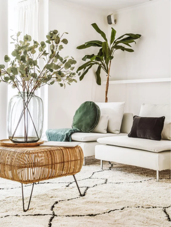 Where to Find Low Light Plants and Cozy Living Room Decor in the USA