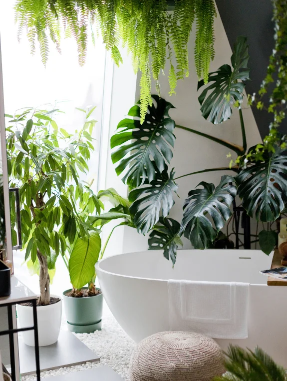 The Plants That Thrive Best in Apartment Bathrooms